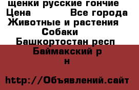 щенки русские гончие › Цена ­ 4 000 - Все города Животные и растения » Собаки   . Башкортостан респ.,Баймакский р-н